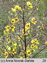 Verbascum chaixii ssp. austriacum (dziewanna Chaixa austriacka)