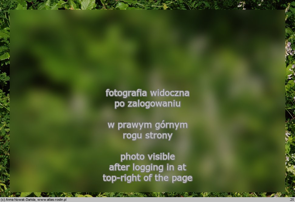 Vicia sylvatica (wyka leśna)