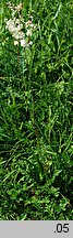 Filipendula vulgaris (wiązówka bulwkowa)