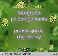 Heracleum sphondylium ssp. glabrum (barszcz syberyjski)