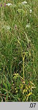 Ostericum palustre (starodub łąkowy)