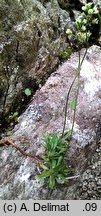 Draba siliquosa (gÅ‚odek karyntyjski)