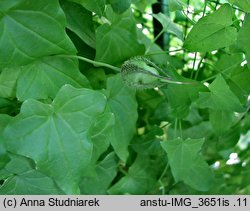 Maurandya scandens (azaryna pnąca)