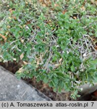 Aubrieta ×cultorum (żagwin ogrodowy)