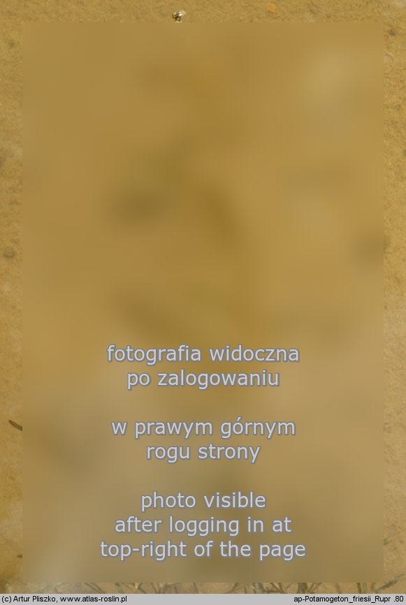 Potamogeton friesii (rdestnica szczeciolistna)