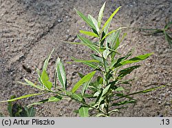 Salix ×dasyclados (wierzba długokończysta)