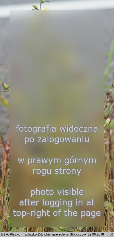 Dittrichia graveolens (omanowiec wonny)
