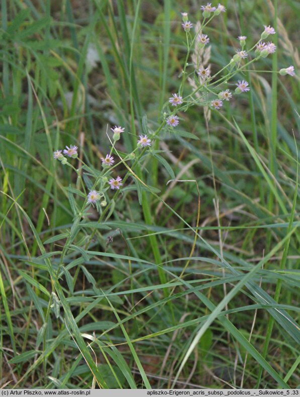 Erigeron acris ssp. podolicus (przymiotno ostre podolskie)