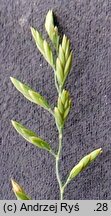 Festuca tenuifolia (kostrzewa nitkowata)