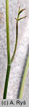 Pimpinella nigra (biedrzeniec czarny)
