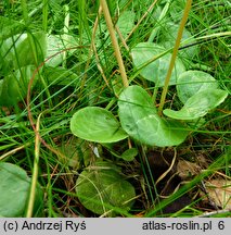 Pyrola rotundifolia (gruszyczka okrągłolistna)