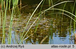 Utricularia minor (pływacz drobny)