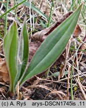 Pulmonaria angustifolia (miodunka wąskolistna)