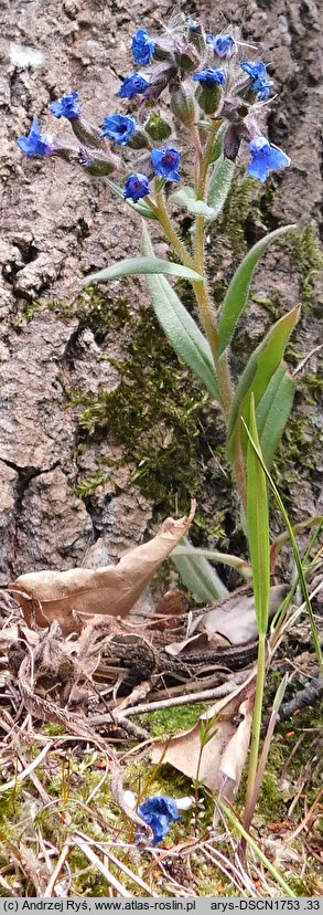Pulmonaria angustifolia (miodunka wąskolistna)