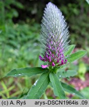 Trifolium rubens (koniczyna długokłosowa)