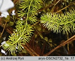 Utricularia intermedia (pÅ‚ywacz Å›redni)