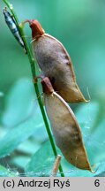 Vicia cassubica (wyka kaszubska)