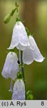 Adenophora liliifolia (dzwonecznik wonny)