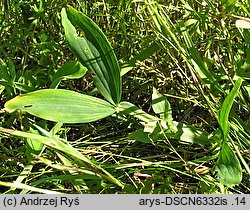 Lathyrus heterophyllus (groszek różnolistny)