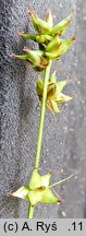 Carex divulsa ssp. divulsa (turzyca rozsunięta)