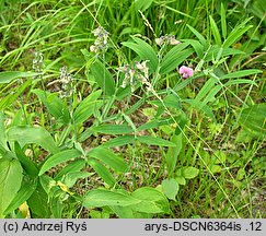 Lathyrus heterophyllus (groszek rÃ³Å¼nolistny)