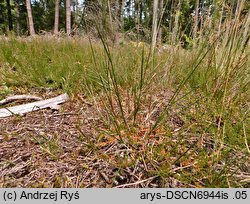 Agrostis vinealis (mietlica piaskowa)
