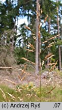 Agrostis vinealis (mietlica piaskowa)