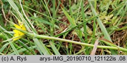 Tragopogon pratensis ssp. minor (kozibród łąkowy mniejszy)