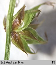 Carex divulsa ssp. divulsa (turzyca rozsunięta)