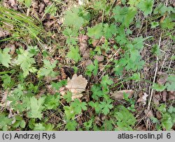 Ranunculus acris ssp. friesianus