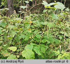 Rubus idaeus (malina właściwa)