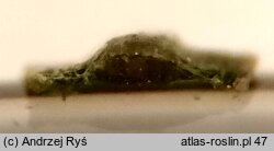 Potamogeton trichoides (rdestnica wÅ‚osowata)