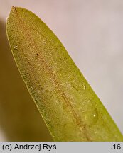 Potamogeton obtusifolius (rdestnica stÄ™piona)