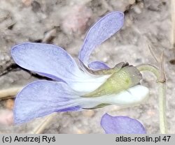 Viola riviniana (fiołek Rivina)