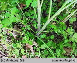 Chaerophyllum temulum (świerząbek gajowy)