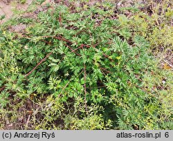 Rubus laciniatus (jeżyna wcinanolistna)