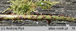 Dryopteris dilatata s.str. (nerecznica szerokolistna s.str.)