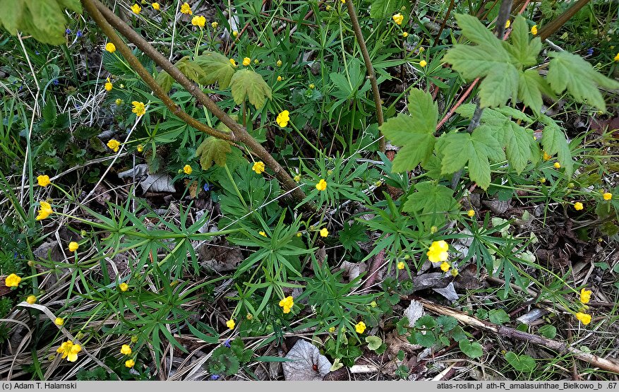 Ranunculus amalasuinthae (jaskier Amalasunty)