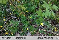 Ranunculus amalasuinthae (jaskier Amalasunty)