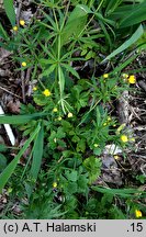 Ranunculus amalasuinthae (jaskier Amalasunty)