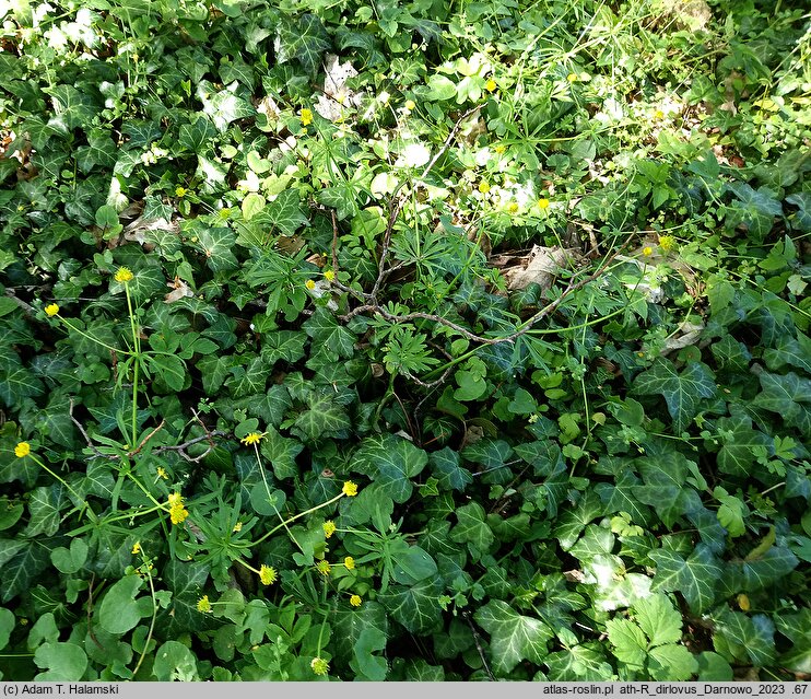 Ranunculus dirlovus (jaskier darłowski)