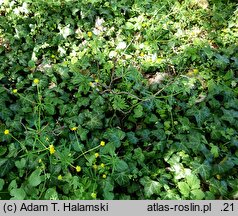 Ranunculus dirlovus (jaskier darłowski)