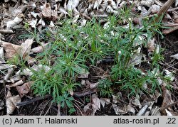 Ranunculus gryphum (jaskier Gryfitów)