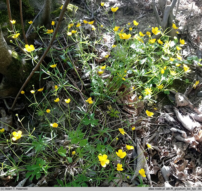 Ranunculus gryphum (jaskier Gryfitów)