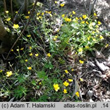 Ranunculus gryphum (jaskier Gryfitów)