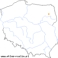 wystepowanie - Taraxacum belorussicum (mniszek białoruski)