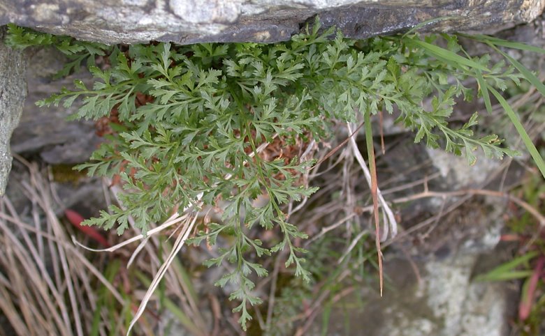 Asplenium cuneifolium f. incistinum