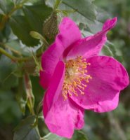 Rosa virginiana (róża wirgińska)