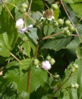 Rubus ortostachys (jeżyna prostokwiatostanowa)