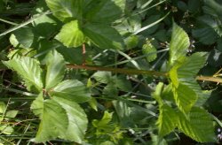 Rubus ortostachys (jeżyna prostokwiatostanowa)